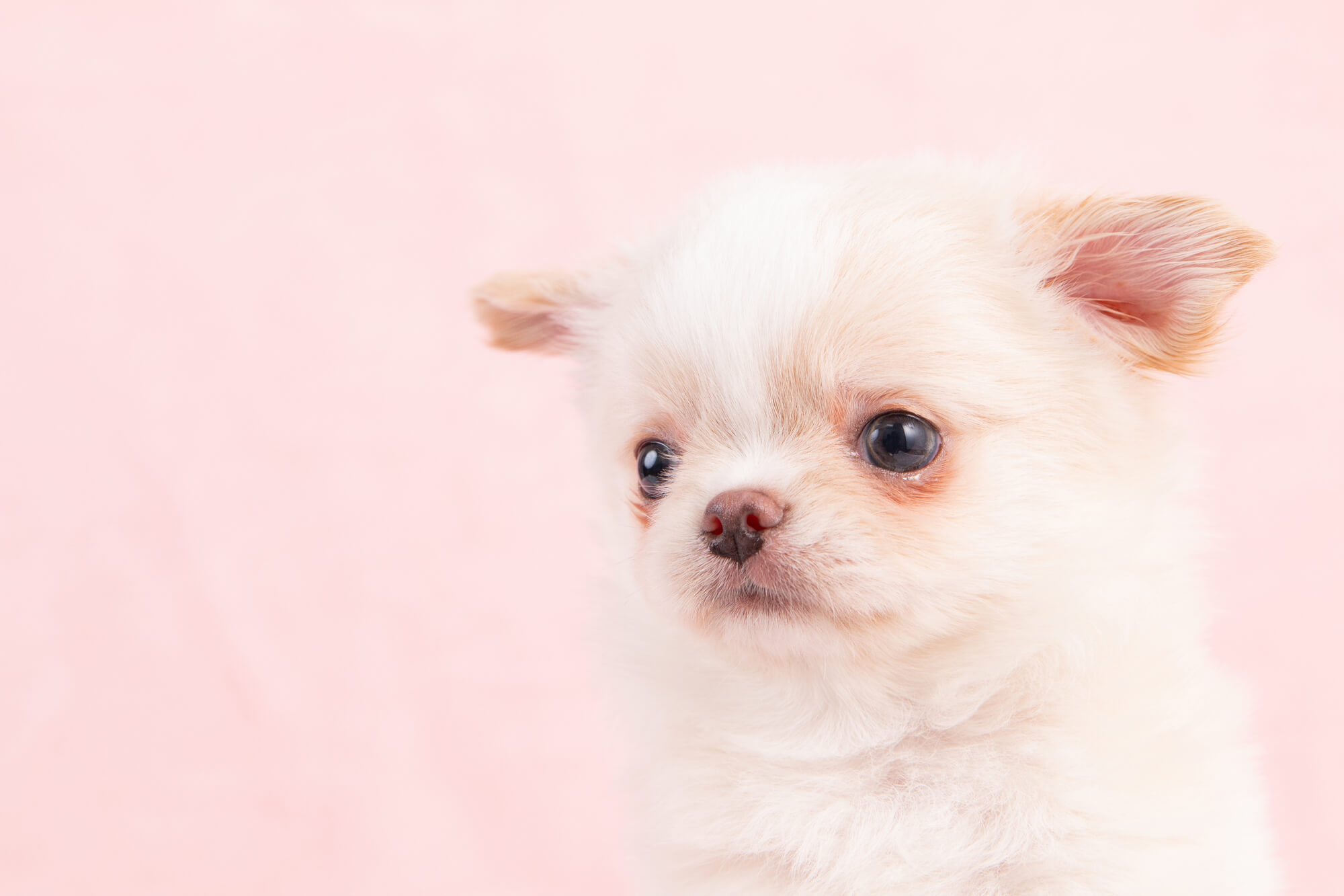 犬の涙やけの原因とは？